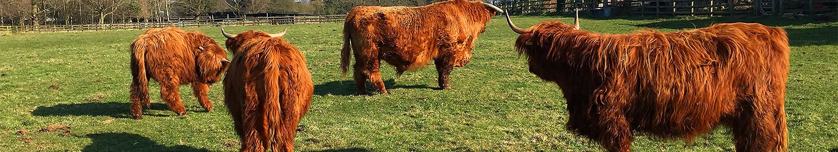 pedigree highland cattle