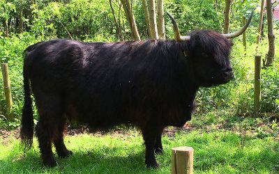 Oak Fold Pedigree Highland Cattle