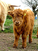 highland calf uisdean