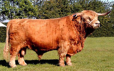 taurus of dibden stock bull