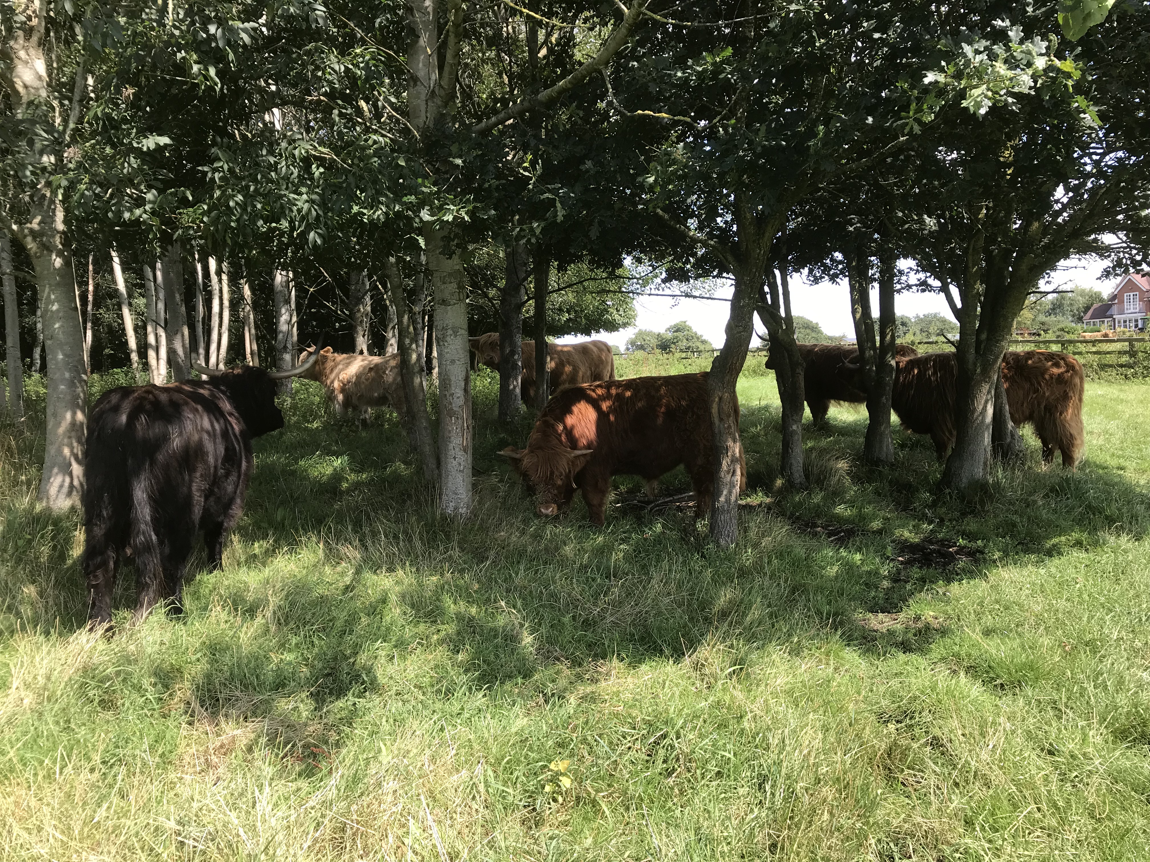 Oak Fold Pedigree Highland Cattle